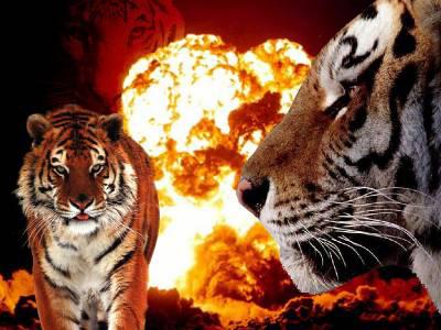 Tigre enflamer !!!!